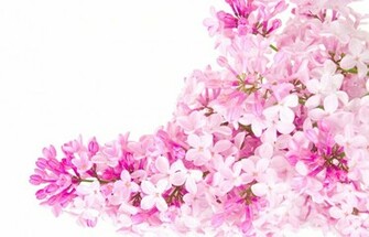 Pink Flowers Color Photo