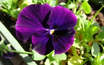 Violet Pansy Wallpaper
