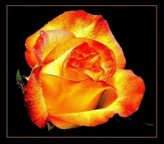 Wallpaper Photos Image New Fire Flower