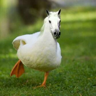 Full Size Funny Horses HD Wallpaper