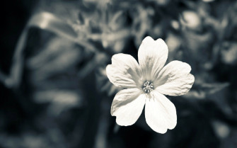 Black And White Flower Wallpaper