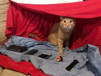 Our Cat Is Obsessed With Blanket Forts So We Made Him This He