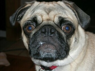 Pug Dogs Pictures Desktop Background Dogbreedswallpaper