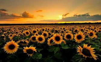 Grow Sunflowers Black Thumb Gardenerblack Gardener