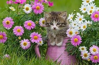 Cats Cat With Flowers