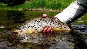 Fishing Brown Trout Wallpaper Of HD Desktop