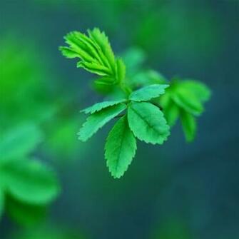 Leaves Sweat iPhone Wallpaper iPad Axsoris