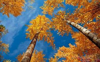 Autumn Birch Background Animal Desktop