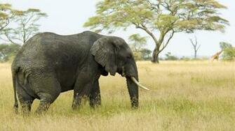 Elephant Photos