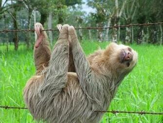Funny Sloth New Nice Image And Wallpaper