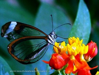 Beautiful Wallpaper Butterflies