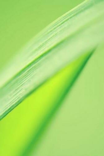 Green Leaf Simply Beautiful iPhone Wallpaper
