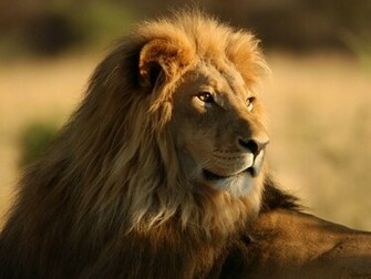 Tag Male Lion Wallpaper Background Photos Pictures And Image