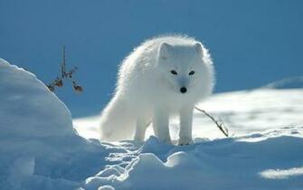Renard Blanc