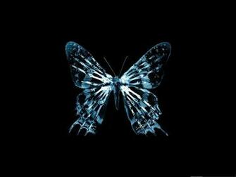 Wallpaper For Computer Butterfly X Ray On Dark Background
