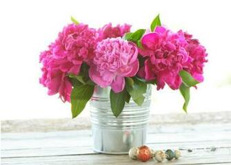 Peonies High Quality And Resolution Wallpaper On
