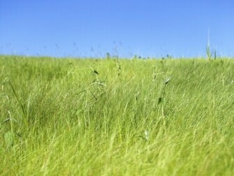 Fresh Grassland Wallpaper Stock Photos