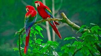 Parrot Wallpaper Ryxvycc 4usky