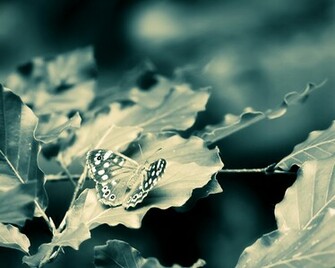 Papillon Wallpaper