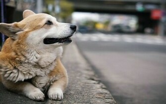 Corgi Wallpaper HD Jpg