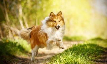 Shetland Sheepdog Breed Characteristics Care Photos Bechewy