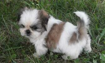 Shih Tzu Dogs