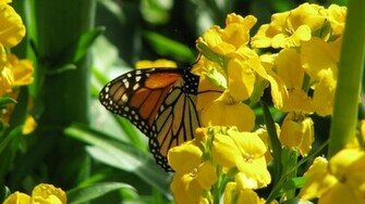 Butterfly And Flowers Wallpaper HD