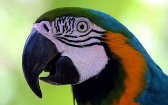 Macaw Parrot Bird Tropical Wallpaper