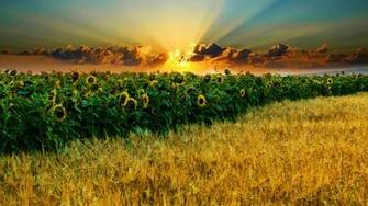 Sunflower Wallpaper For Desktop Wallpaperlepi