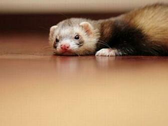 Cute Photos Of Ferrets Wallpaper Pictures Image Hi Friends