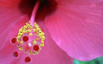 Nice Flower Wallpaper HD