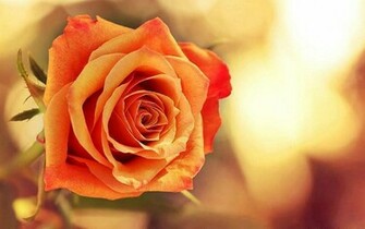 Flowers Rose