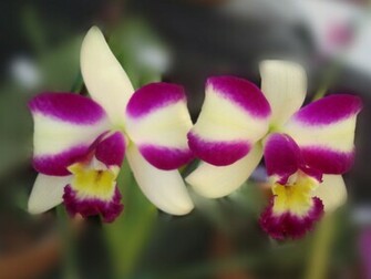 Orchid Flowers Wallpaper