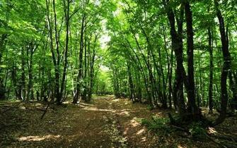 Forest Background Writing