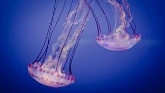 Pink Jelly Fish Wallpaper High Quality Desktop