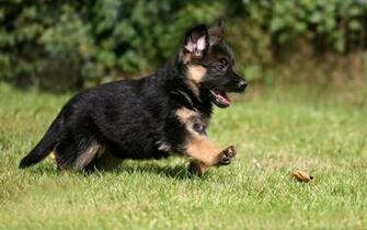 Wallpaper German Shepherd Puppy Dog Pet