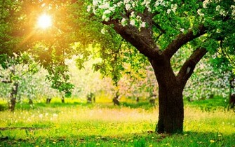 Beautiful Spring Nature Desktop Wallpaper New HD