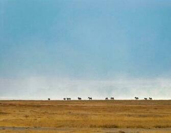 Pics Photos Safari Background