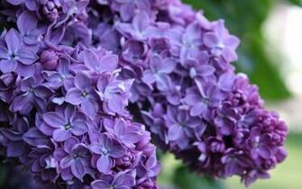 Beautiful HD Lilac Wallpaper HDwallsource