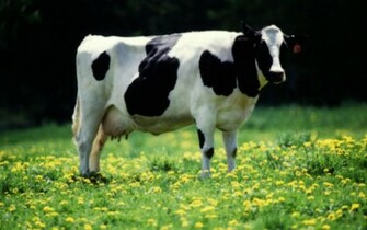 Cow Wallpaper Desktop