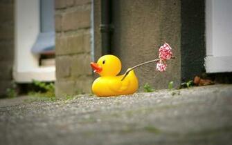 Funny Hobo Rubber Ducks Wallpaper