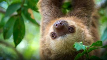 Two Toed Sloth San Diego Zoo Animals Plants