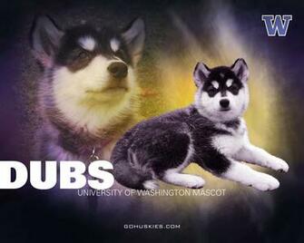 Huskies Football University Of Washington Background Pictures
