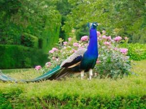 Peafowls Wallpaper Wallpaper9