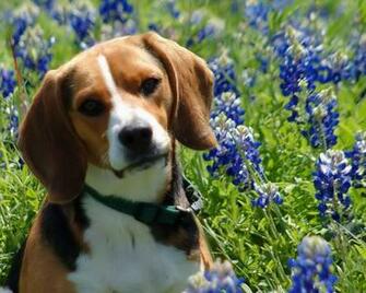 Beagle Wallpaper HD
