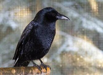 Pin The Crow Black And White Photo HD Widescreen Wallpaper On