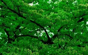 Nature Green Trees Forest Wallpaper Forests