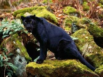 California Bear Wallpaper