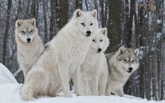 Wolf HD Desktop Wallpaper At Wallpaperbro