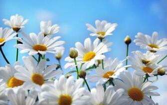 Daisy Computer Wallpaper Desktop Background